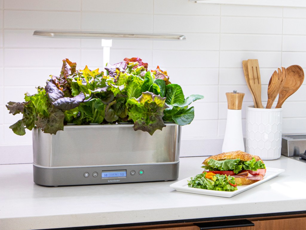 stainless steel aerogarden with lettuce growing in it next to sandwich made with fresh lettuce leaves