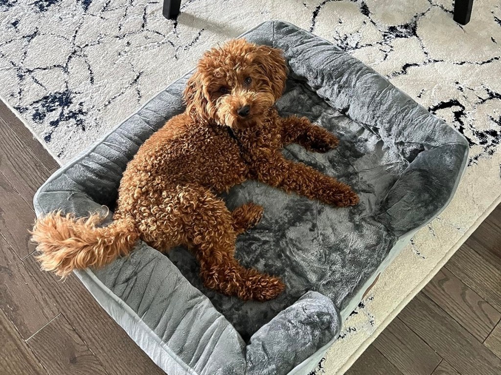 mini doodle resting on a gray dog bed