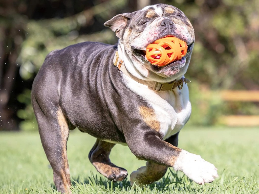 dog with orange Chuckit! Air Fetch Football Dog Toy in mouth