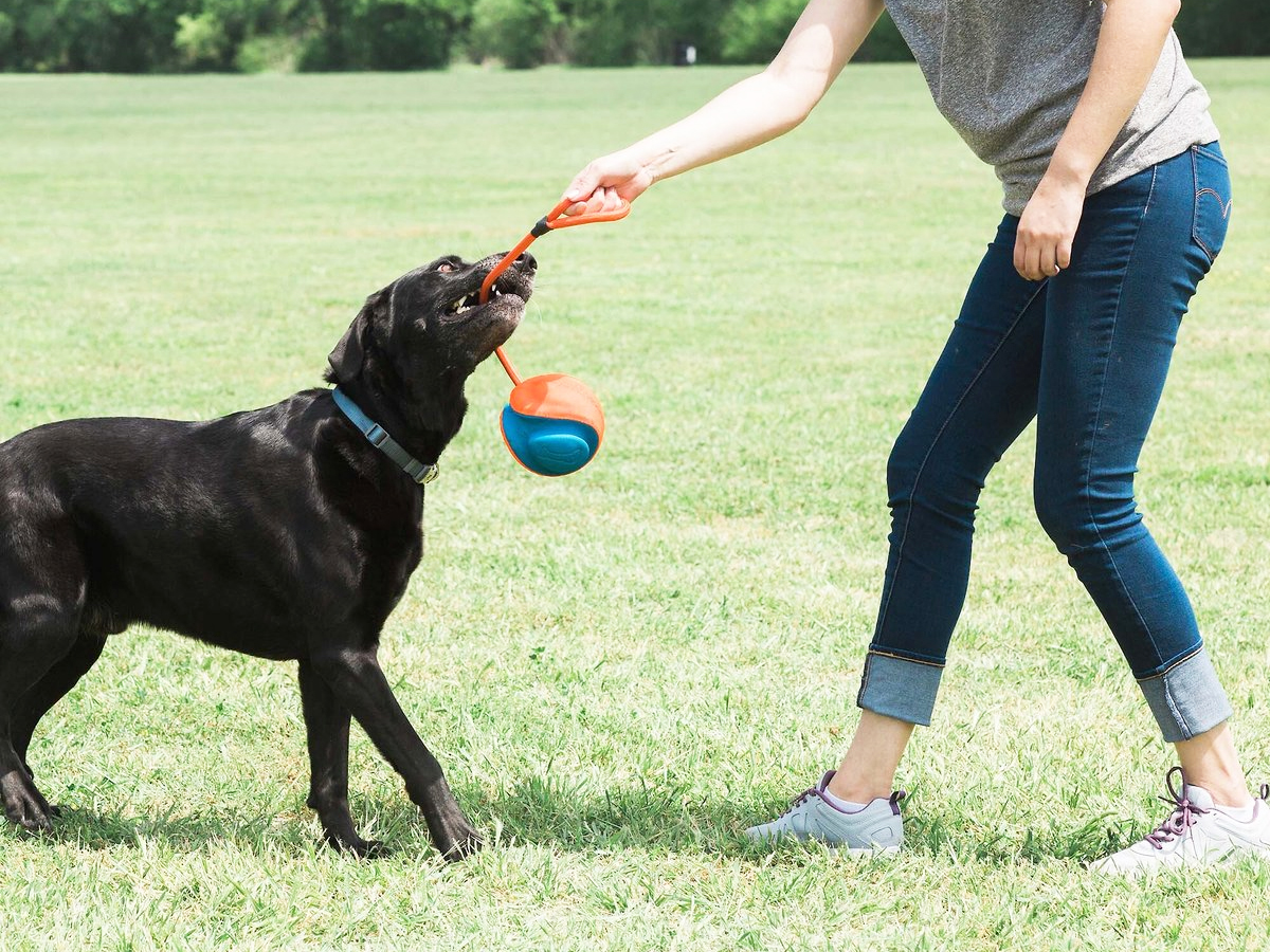 woman and dog playing with Chuckit! Rope Fetch Dog Toy