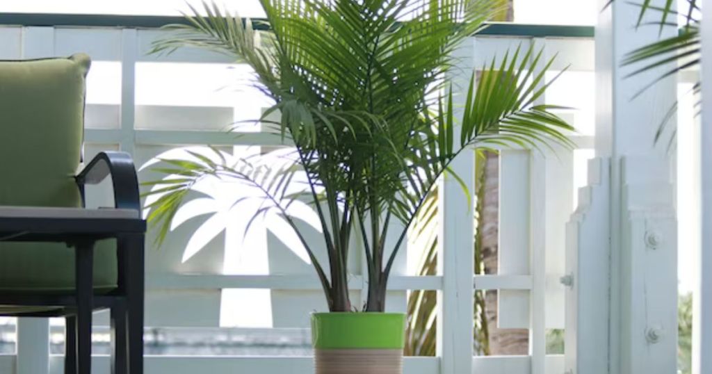 A majestic palm house plant on a terrace