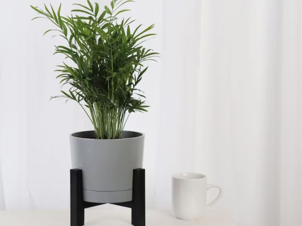 A Costa Farms plant in a planter set on a plant stand