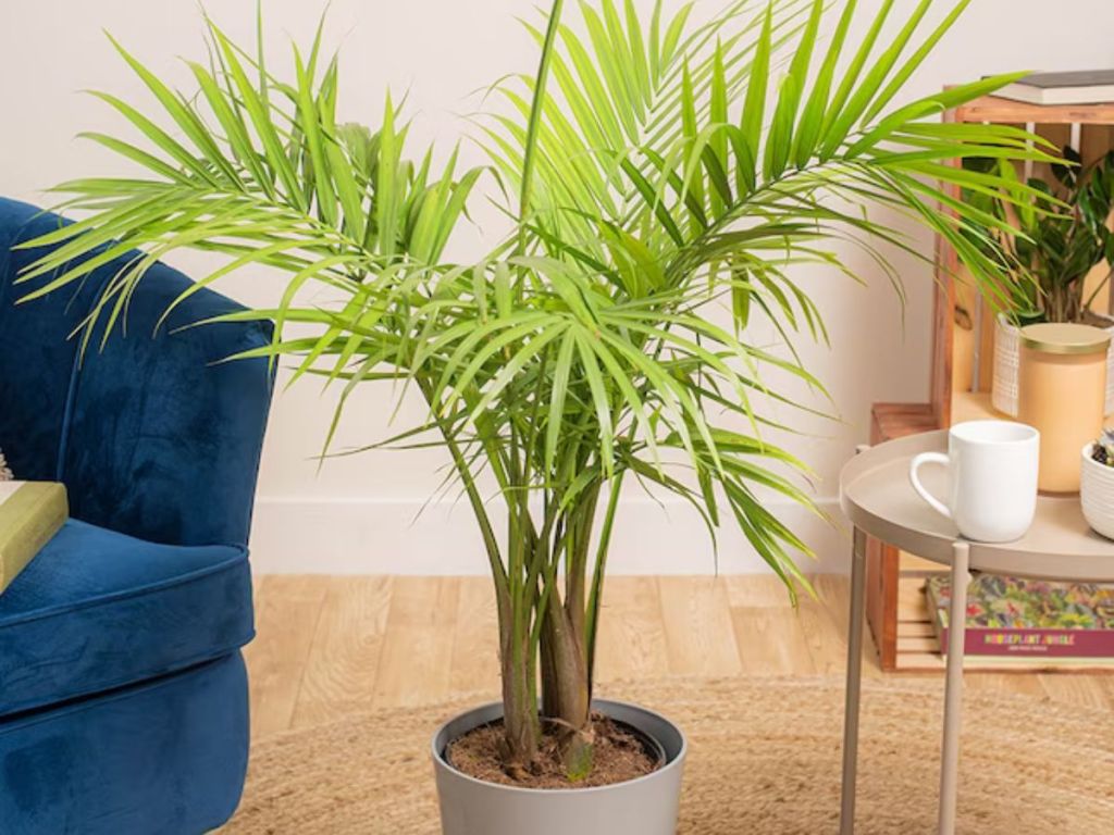 A majesty palm tree in a planter set on the floor