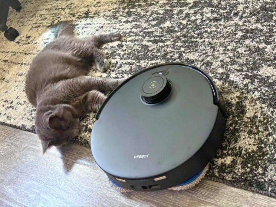 grey cat on an area rug laying next to a black Ecovacs Deebot Robot Vacuum & Mop 