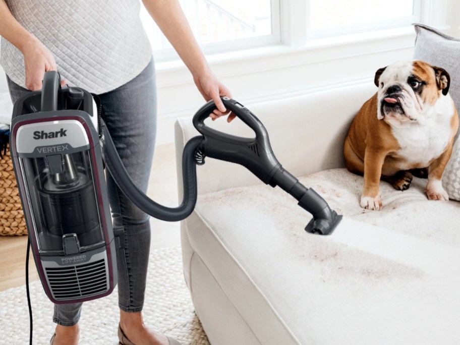 person cleaning up a mess on a couch with a shark vacuum with the removable tank and extension while a bulldog sits on the couch watching