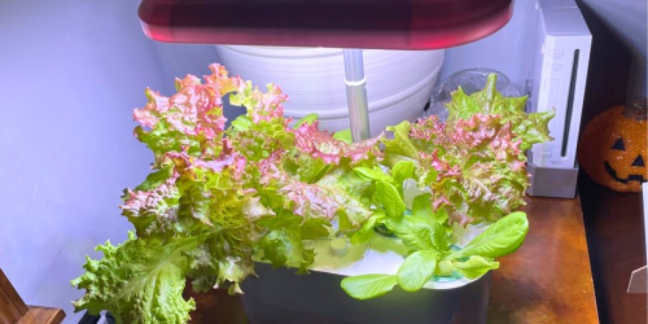 Hydroponic Indoor Garden Grow Kit Just $29.39 Shipped on Amazon