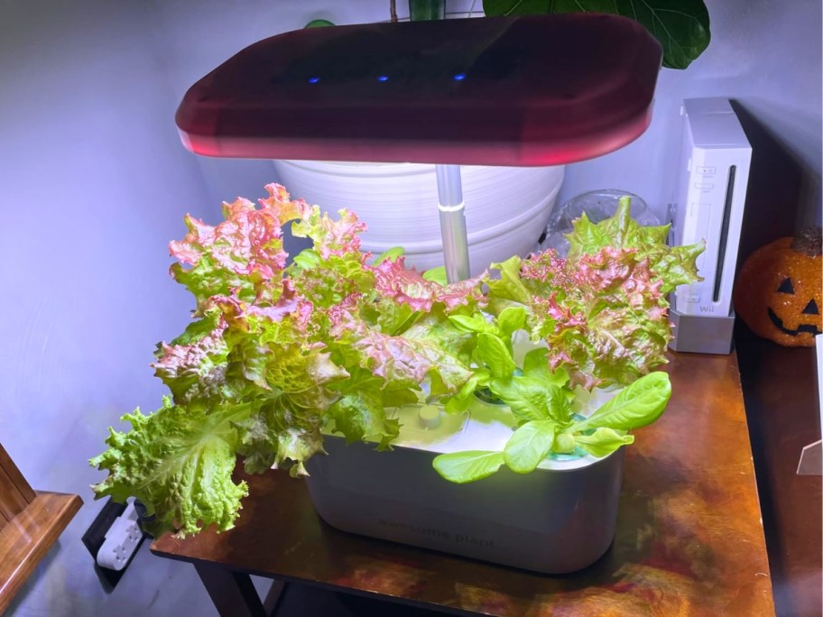 a hydroponic grow garden with veggies growing in it 