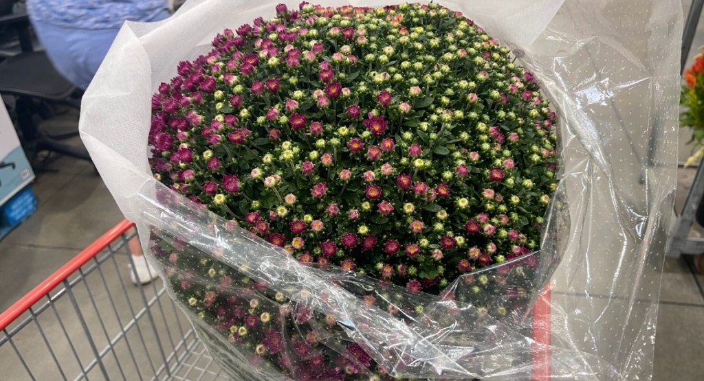 HUGE mums plant displayed in Costco cart