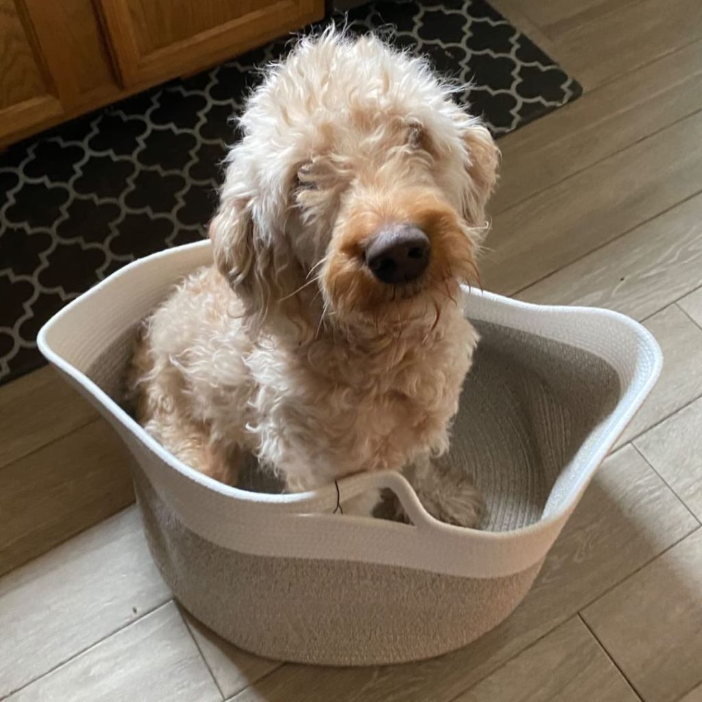 Casaphoria XXXLarge Cotton Rope Basket with goldendoodle dog inside