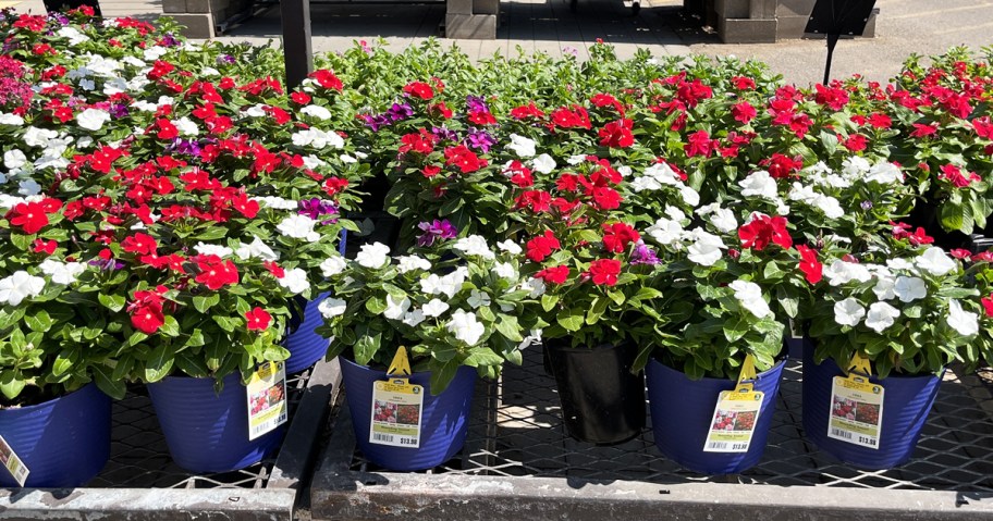 Lowes-2.5-Quart-Annuals تبدأ مبيعات Lowe في الرابع من يوليو في 27 يونيو |  وفّر على النباتات والمهاد وشوايات بلاكستون والمزيد