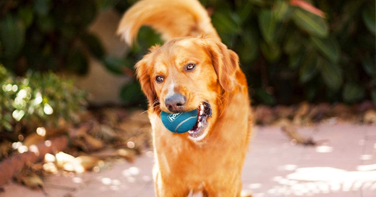 Outward Hound Floppyz Donkey Squeaky Dog Toy, Brown, Medium - Yahoo Shopping