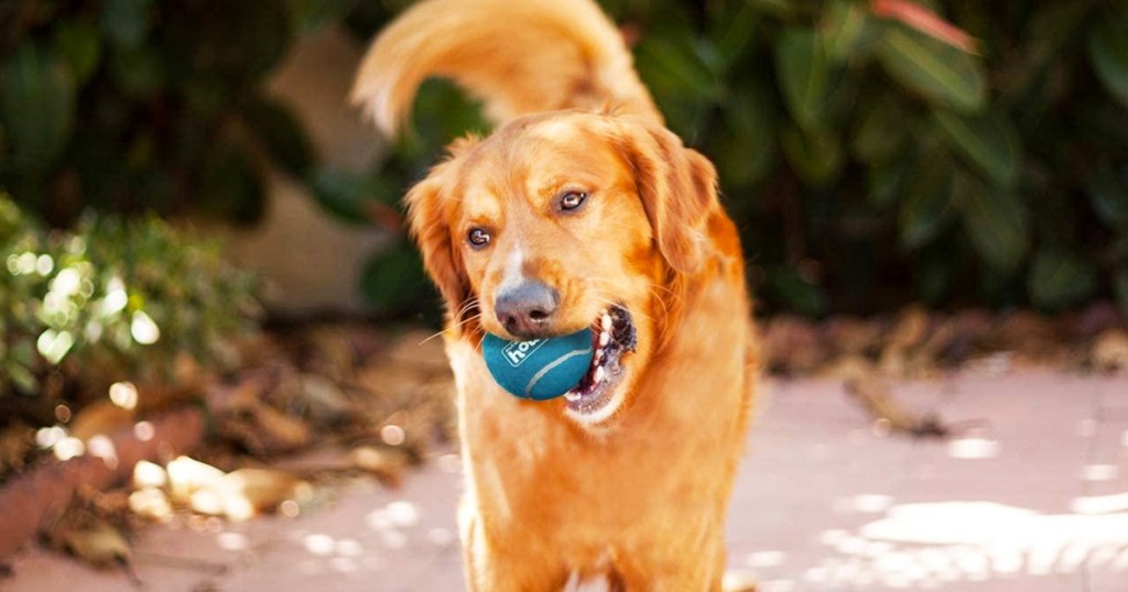 dog with a blue tennis ball in its mouth