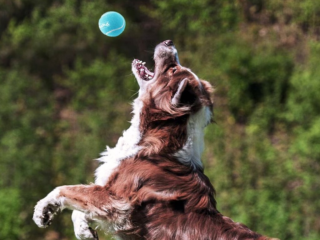 dog jumping up to catch blue ball in air