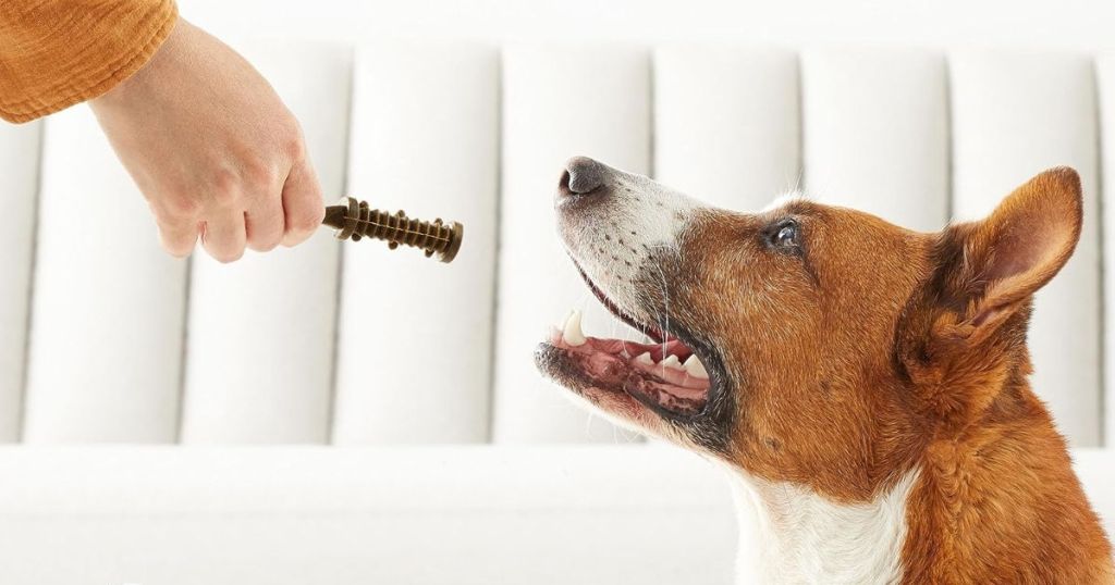 handing a dog a dental chew