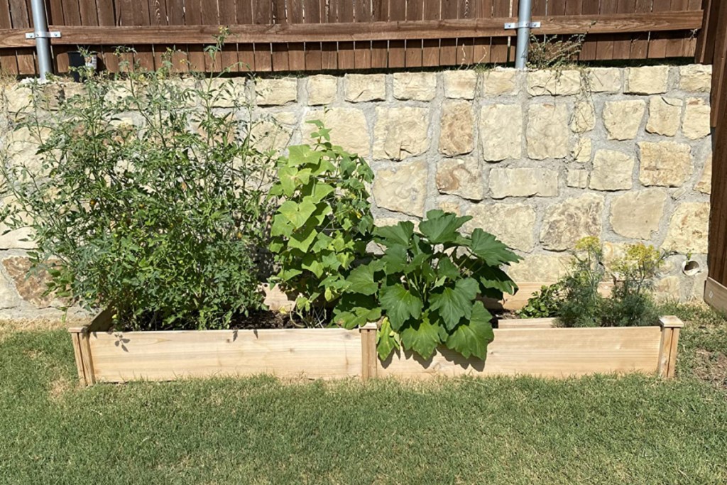 long wooden garden bed with plants