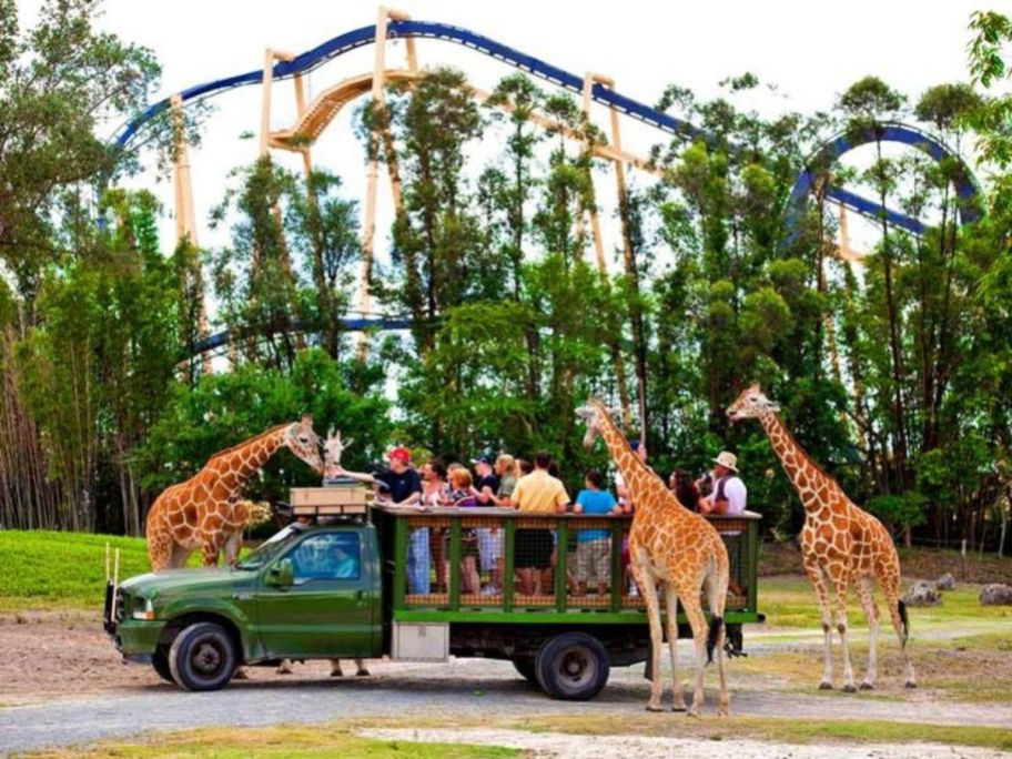 people on safari truck with giraffes around them and roller coaster in background