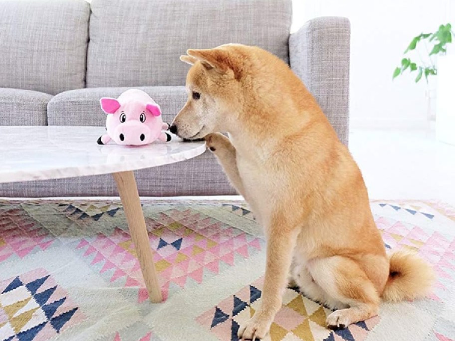 Dog sniffing pig squeaky toy