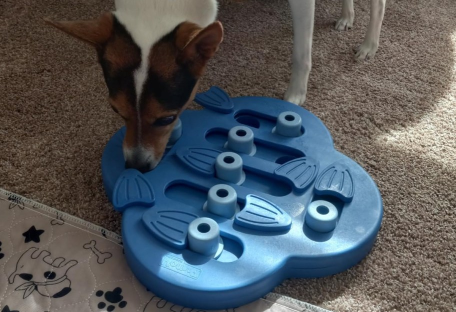Dog using hide and seek toy in blue on the carpet