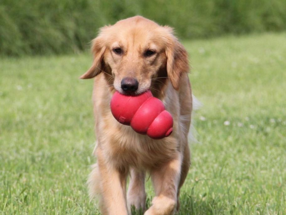 dog holding KONG Classic Medium Dog Toy in Red in mouth
