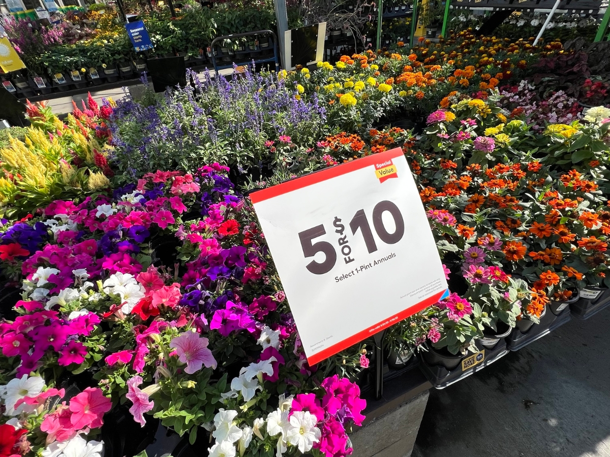 Last Chance To Shop Lowe s Labor Day Sale Save BIG On Plants Mulch last-chance-to-shop-lowe-s-labor-day-sale-save-big-on-plants-mulch