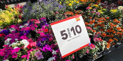 Last Chance to Shop Lowe’s Labor Day Sale & Save BIG on Plants, Mulch, Tools, & More