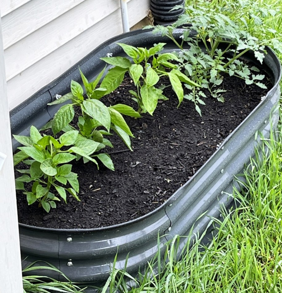 tomatoes and peppers planted in raised garden bed