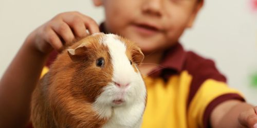 Teachers, Get a Class Pet for FREE!