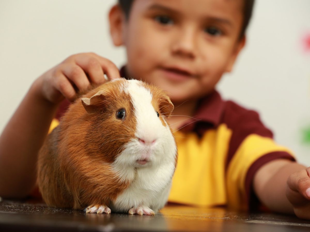 Teachers, Get a Class Pet for FREE!