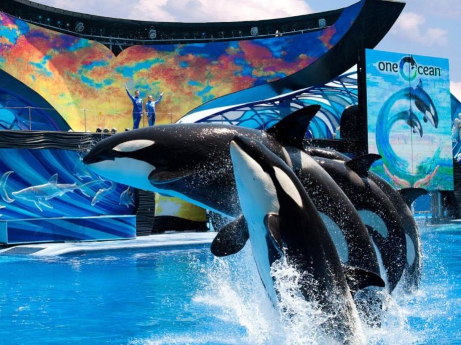orca whales jumping out of pool at seaworld