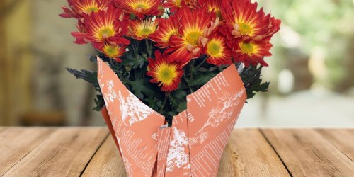 Live Fall Mums from $5.76 at Target | Today Only