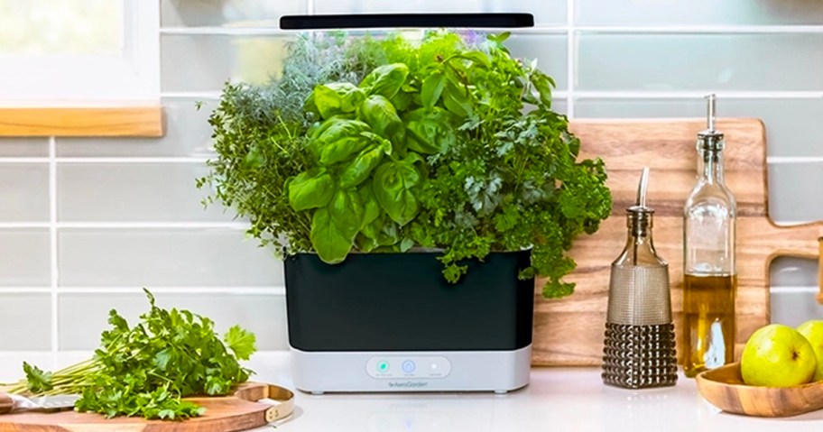 aerogarden harvest in black on counter