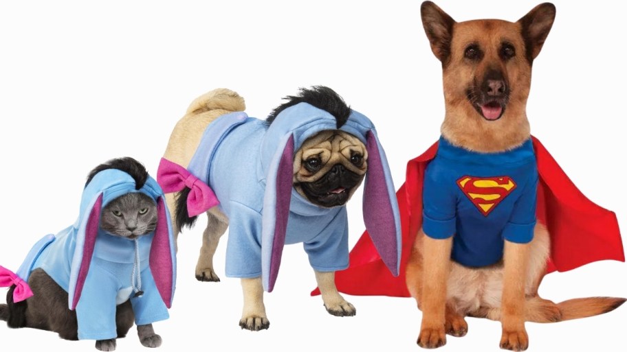a cat and a pug wearing eyeore costumes and a dog wearing a superman costume