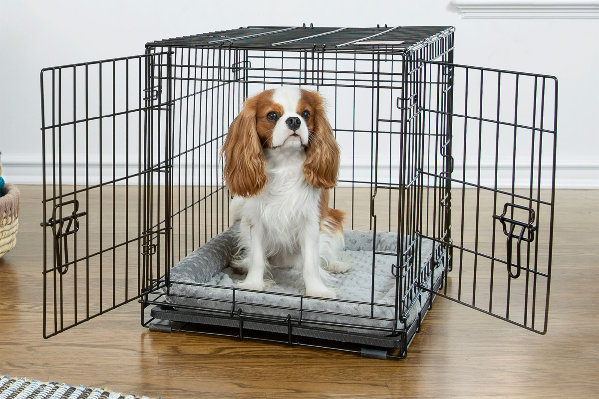 small dog in wire crate