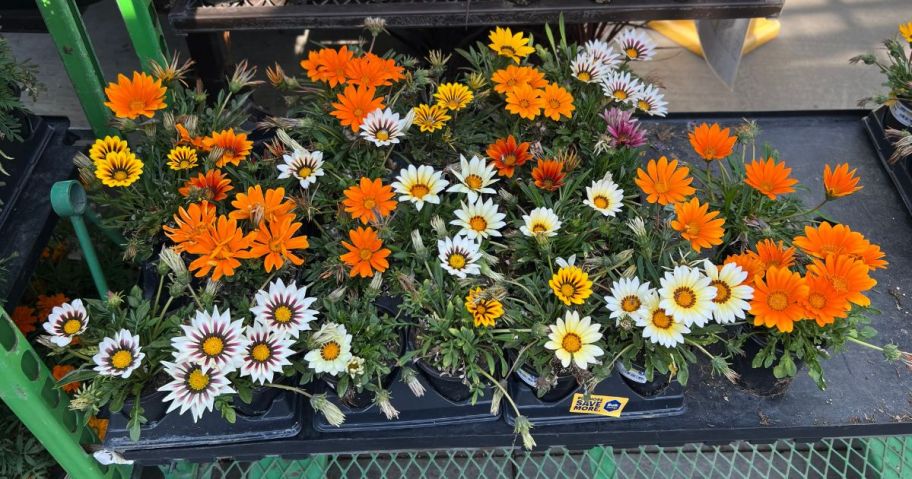 orange, yellow and white flowers at lowes