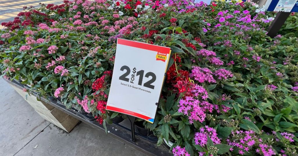 Select 2.5-Quart Perennials outside at lowes 