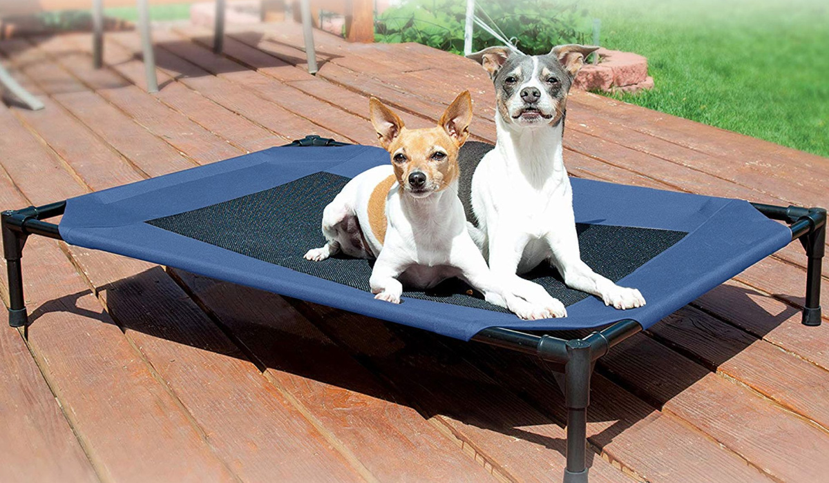 two dogs on elevated cot