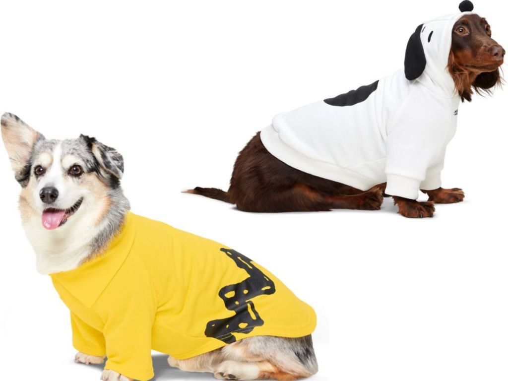 Two dogs dress in Charlie Brown and Snoppy Costumes 