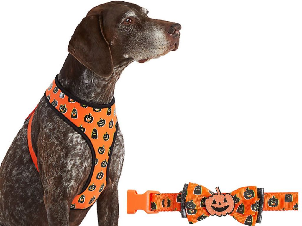 A dog wearing a Halloween Harness next to amatching halloween bow tie collar