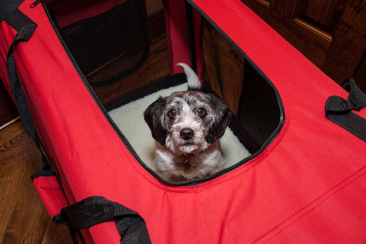 small dog in red portable dog crate
