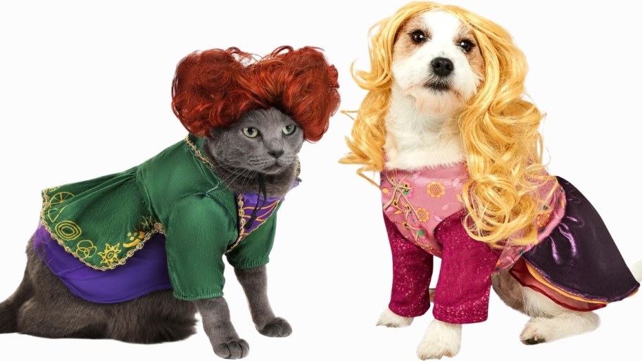 a cat in a winnifred sanderson costume and a dog in a sarah sanderson costume