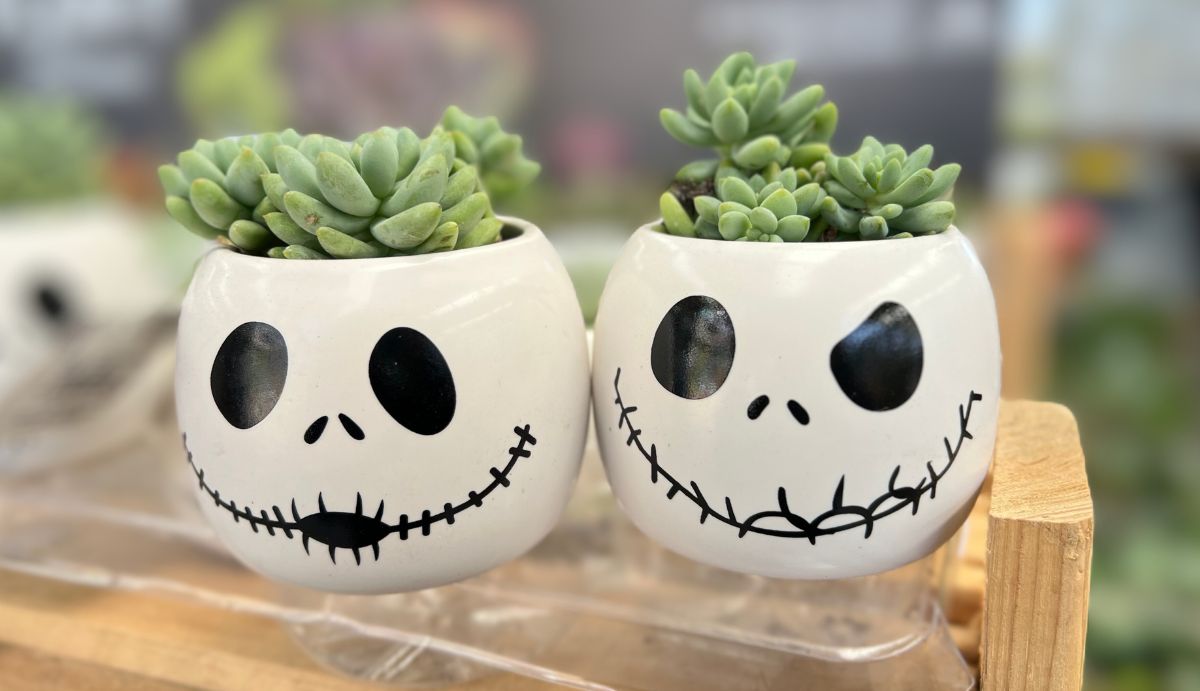 2 succulents in skull planters