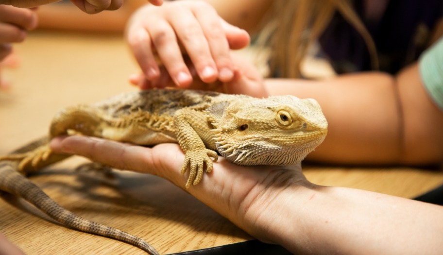 kids petting a bearded dragon thanks to the Pets in the Classroom grant