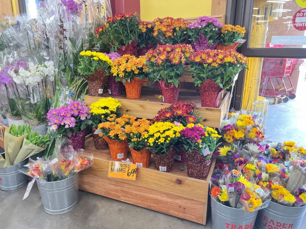 Assorted Mums and Fall Flowers