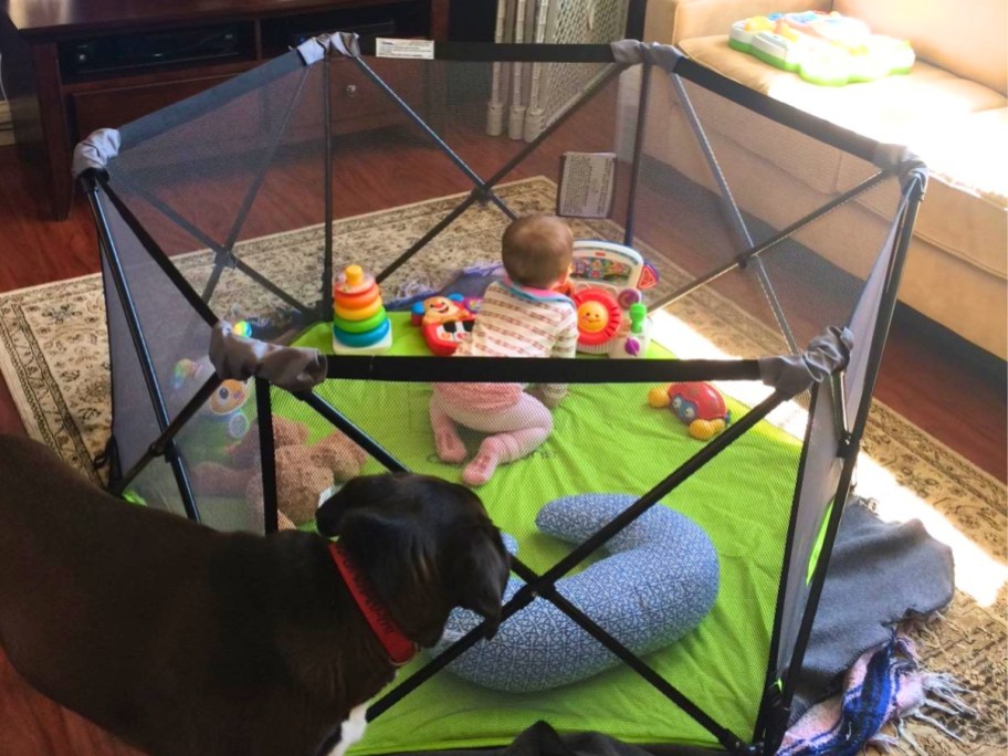 baby playing in a pop up playard playpen with toys in a living room and a black dog looking into the playpen