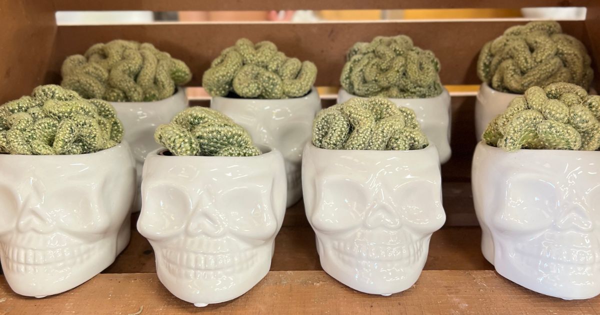 NEW Trader Joe’s Halloween Plants | $7.99 Brain Cactus Skulls + More