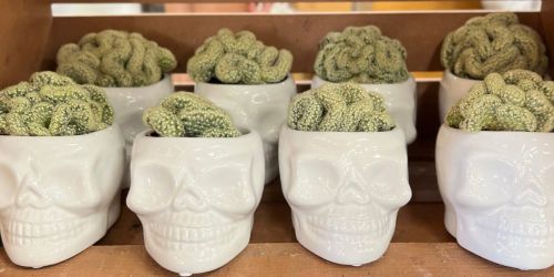 NEW Trader Joe’s Halloween Plants | $7.99 Brain Cactus Skulls + More