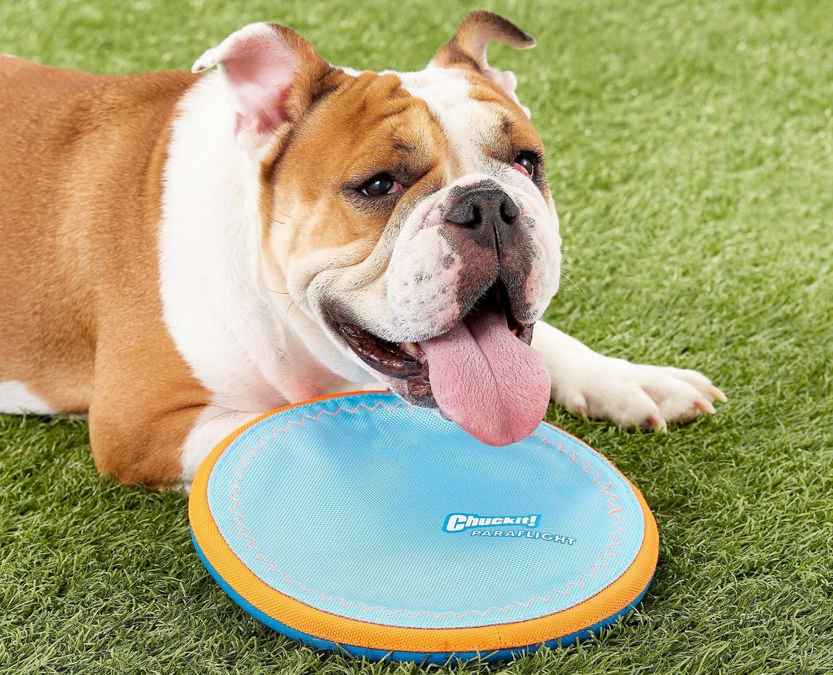 bulldog with orange and blue frisbee toy