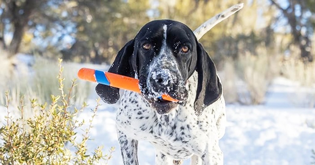 dog in snow with Chuckit! Ultra Fetch Stick Outdoor Dog Toy in mouth
