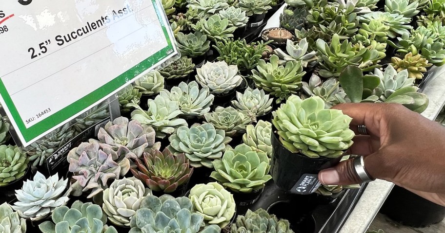 hand grabbing a mini succulent from display