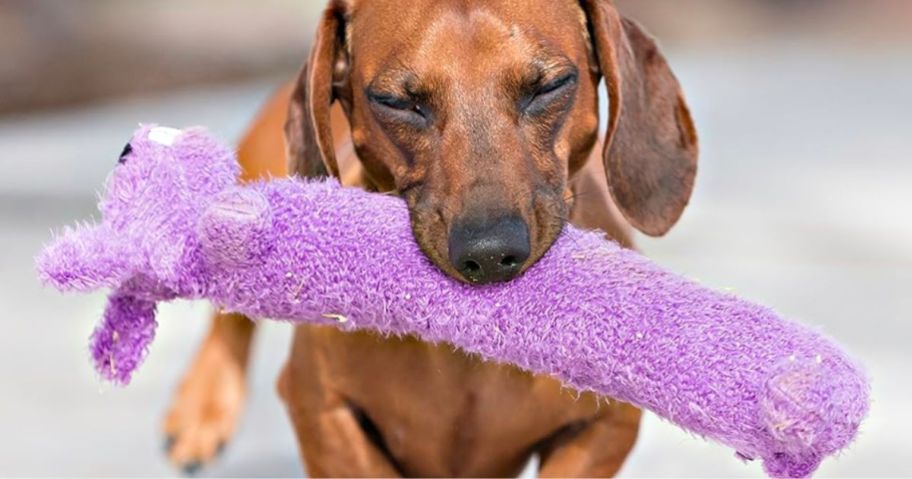 a dachshund carrying a purple Multipet loofa dog toy